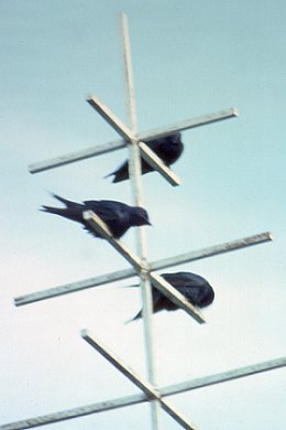 Britannia Conservation Area, Ottawa, ON - May 1, 1990