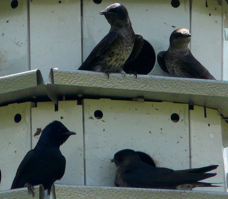 Blackwater NWR Wildlife, MD - May 22, 2011