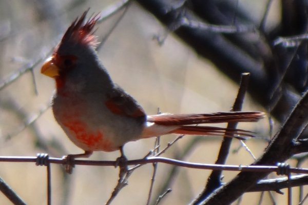 Ash Canyon, AZ - Apr. 16, 2013 - male