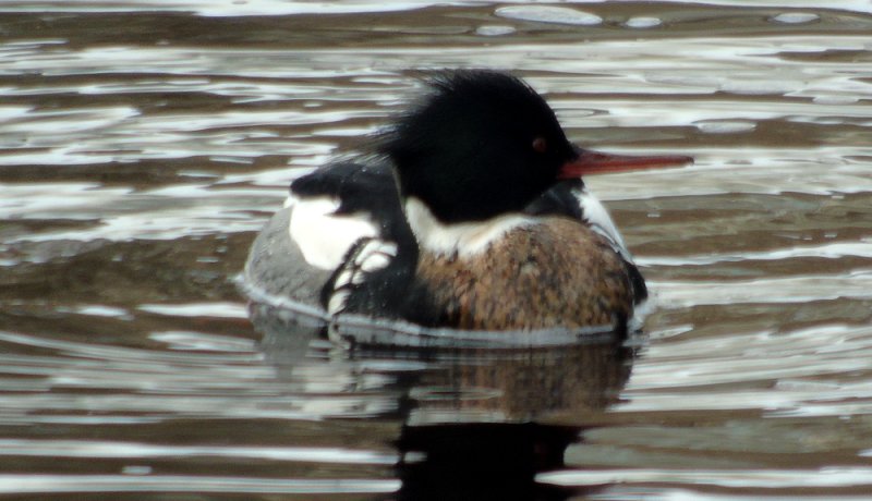 Yarmouth, NS - Feb. 17, 2015 - male