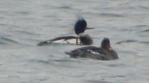 Horseshoe Park, Northwest Arm, Halifax, NS - Jan. 30, 2015 - male and female