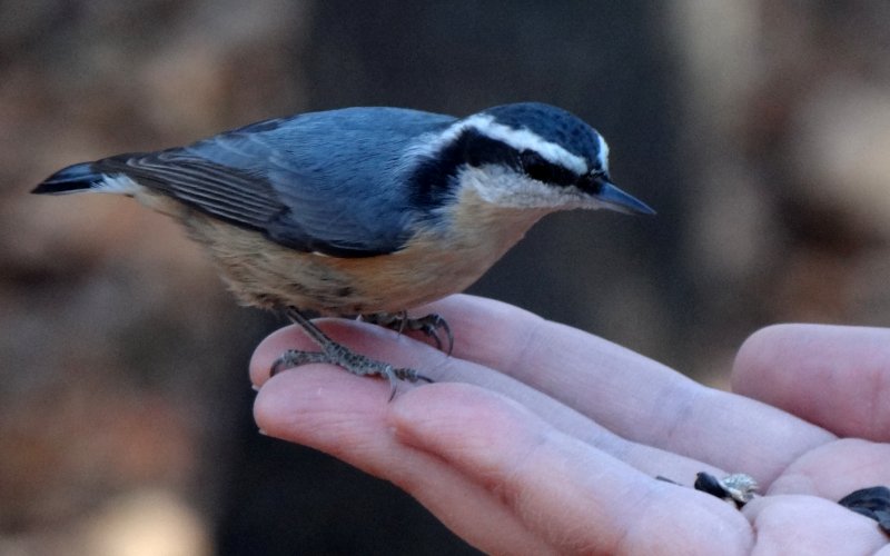 Jack Pine Trail, S of Ottawa, ON - Nov. 6, 2011