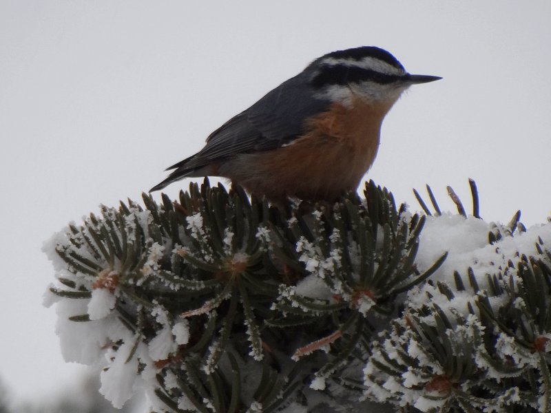 Sandia Crest, NM - Dec. 21, 2011
