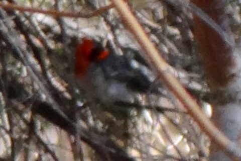 Miller Canyon, AZ - Apr. 16, 2013