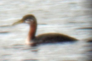 Andrew Haydon Park, Ottawa, ON - Sep. 30, 2006 (juvenile through scope)