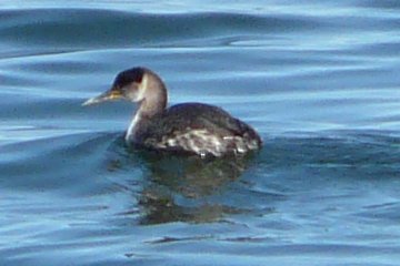 Digby, NS - Apr. 25, 2011 (winter plumage beginning moult)
