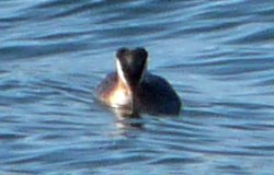 Digby, NS - Apr. 25, 2011 (spring moult nearly complete)
