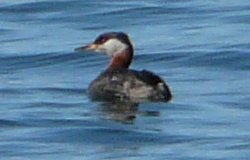 Digby, NS - Apr. 25, 2011 (spring moult nearly complete)