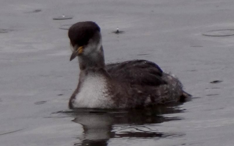 Yarmouth, NS - Jan. 23, 2015 - winter plumage)