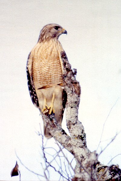 Everglades National Park, FL - Jan. 6, 1990