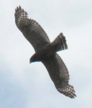 PEEC, S of Dingmans Ferry, PA - May 27, 2006