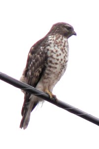 n. Nokesville, VA - Feb. 12, 2007 - imm.