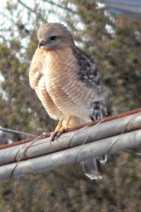 n. Mason Neck State Park, VA - Feb. 19, 2007