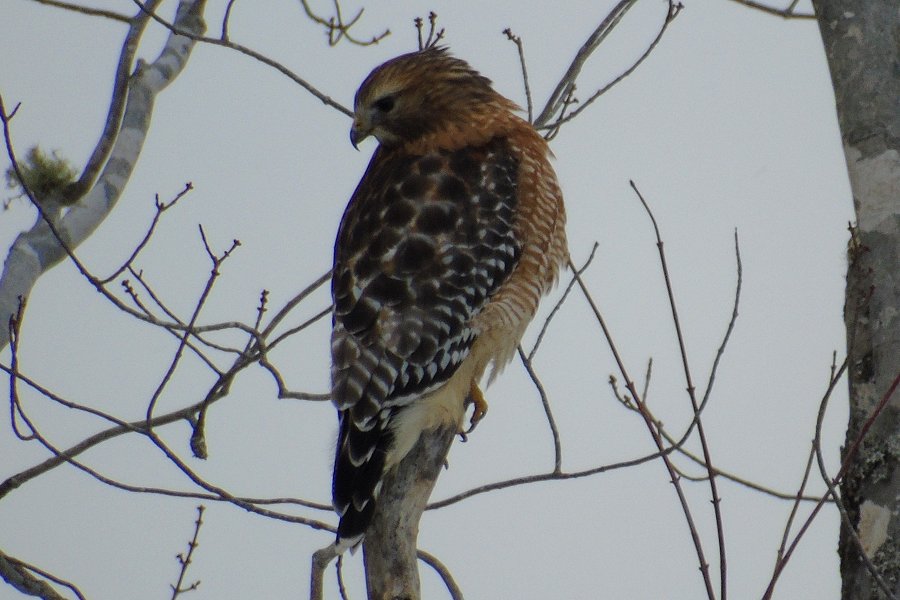 Pleasant Lake, NS - Dec. 11, 2016