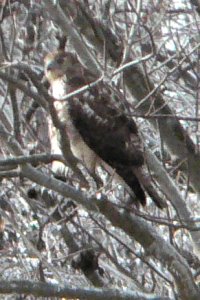 Merkle Wildlife Sanctuary, MD - Feb. 15, 2007
