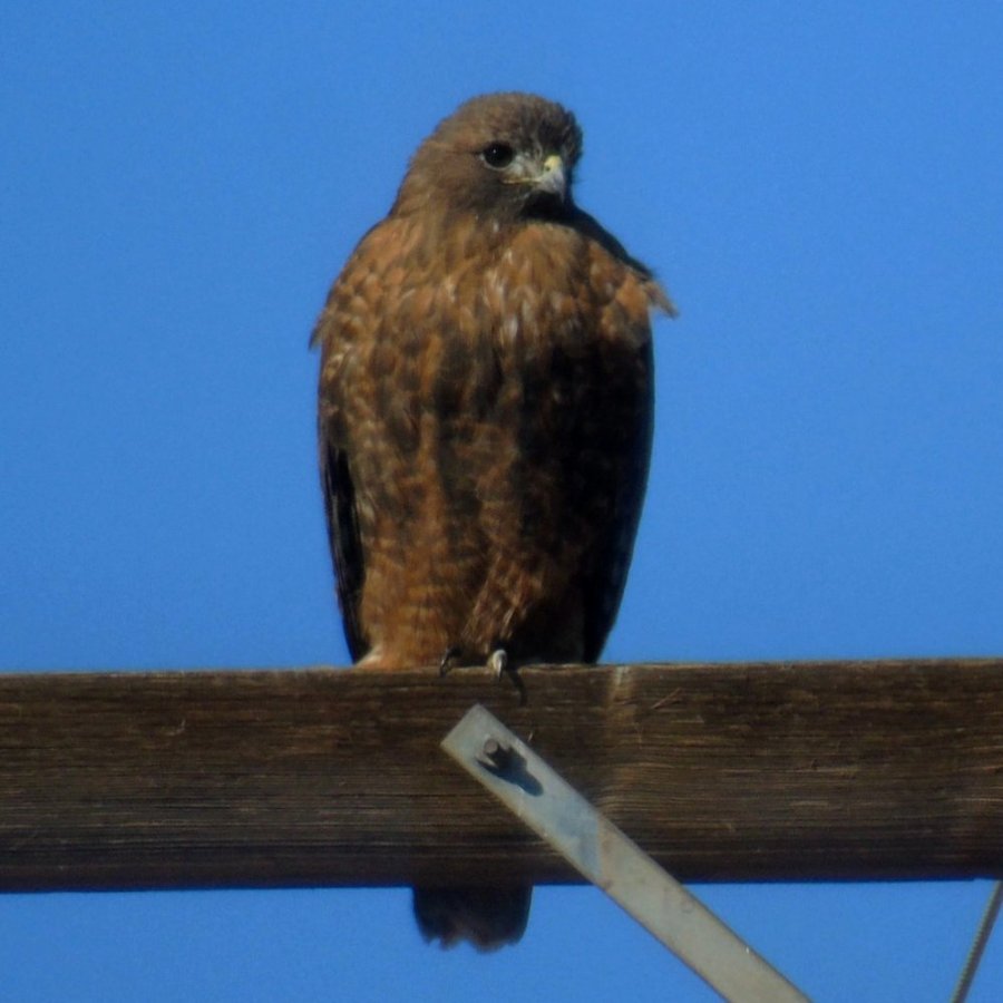 E of Randolph, AZ - Feb. 3, 2016 - rufous morph