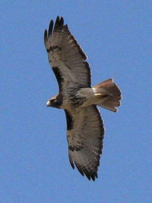 Sky Meadows State Park, VA - Apr. 5, 2007