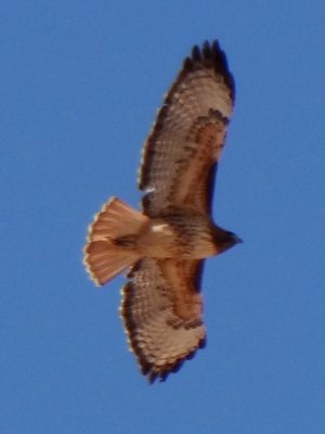 Casa Grande NM, Coolidge, AZ - Feb. 10, 2013