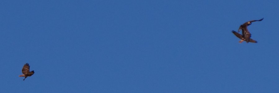 Apache Trail, S of Apache Lake, AZ - Feb. 22, 2013 - two Red-tailed Hawks chasing a Golden Eagle