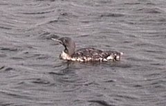 Provincetown, MA - Sep. 30, 1992 (video capture)