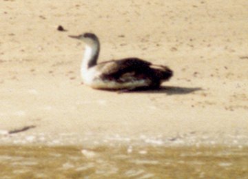 South of Tomales, CA - Apr. 30, 1980