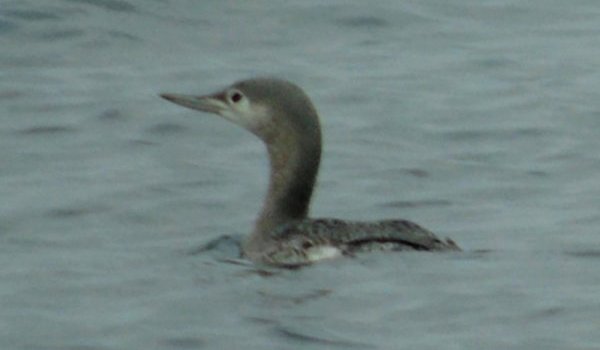 Pinkney's Point, NS - Nov. 12, 2015