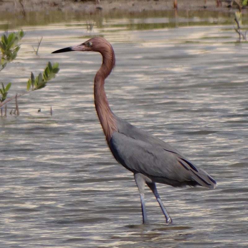 Estero Lagoon, Fort Myers Beach, FL - Jan. 14, 2013