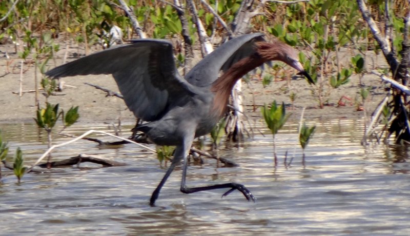 Estero Lagoon, Fort Myers Beach, FL - Jan. 14, 2013 - canopy feeding