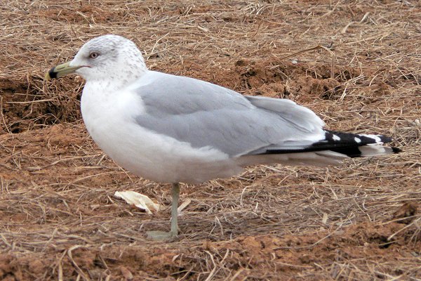 Warrenton, VA - February 12, 2007 - winter plumage