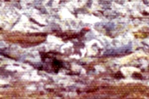 Top of Gros Morne, Gros Morne National Park, NF - Jun. 16, 1976