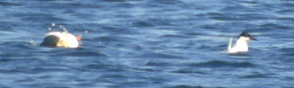 Pond Road, Lower West Pubnico, NS - June 13, 2015 - Roseate on right, Common Tern on left