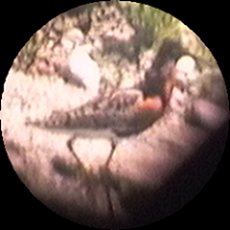 Munster Sewage Lagoons, ON - Jul. 11, 1993 - through scope