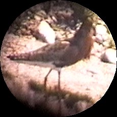 Munster Sewage Lagoons, ON - Jul. 11, 1993 - through scope