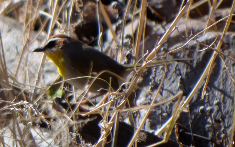 Florida Canyon, AZ - Jan. 9, 2012