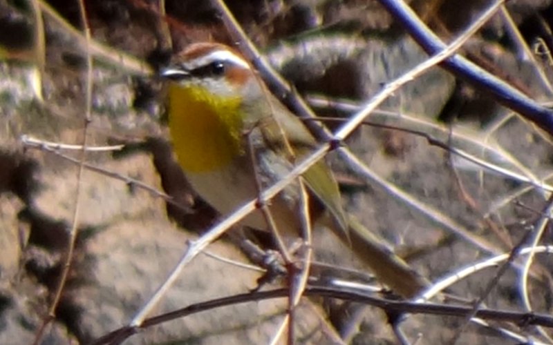 Florida Canyon, AZ - Mar. 1, 2013