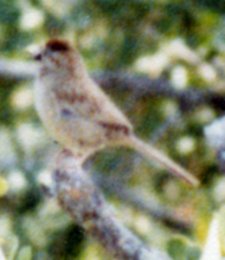 SE of Livermore, CA - May 2, 1980