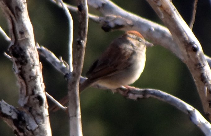 Mount Ord, AZ - Mar. 29, 2013