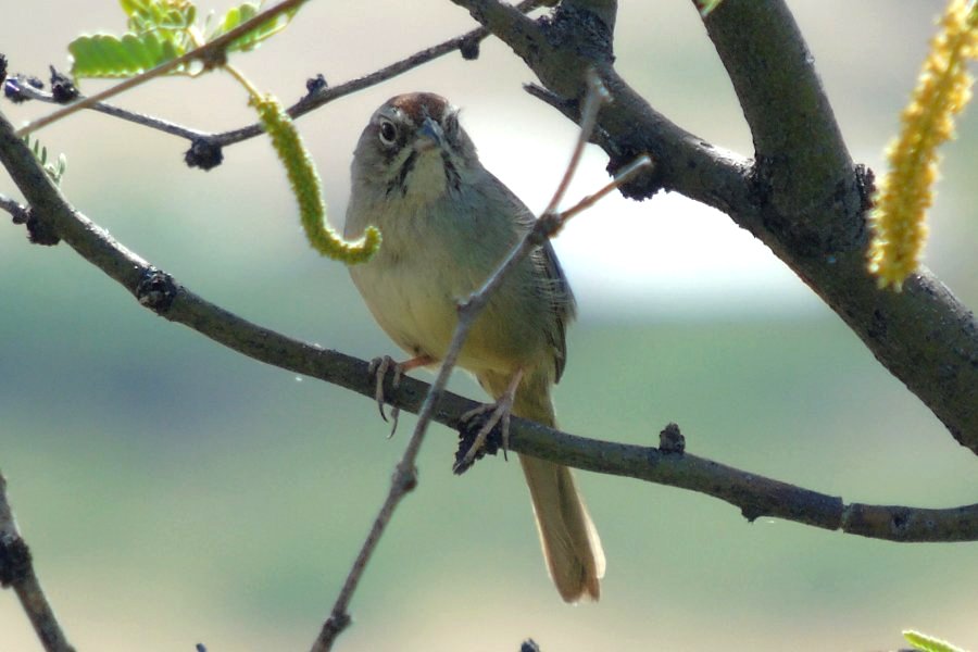 Patagonia Lake, AZ - Apr. 22, 2016