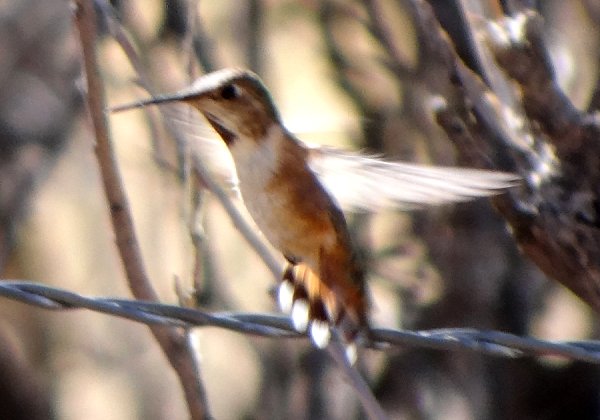 Ash Canyon, AZ - Apr. 16, 2013 - female