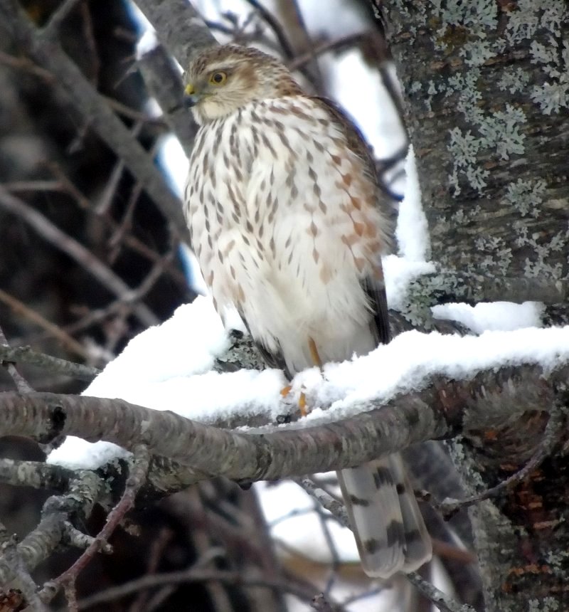 Middleton, NS - Dec. 19, 2015