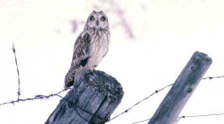 South of Ottawa, ON - Mar. 12, 1986