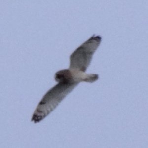 Grand Pre, NS - Nov. 29, 2013 - in flight