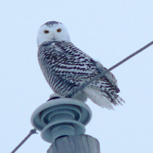 E. of Ottawa, ON - Dec. 11, 2005 - 1st winter f