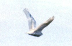 Amherst Island, ON - Feb. 9, 1991