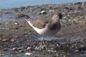 Casselman Sewage Lagoon, ON - Aug. 12, 2006