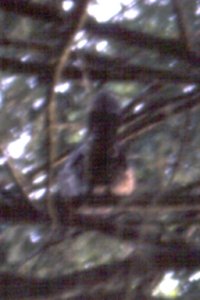 Lighthouse Park, West Vancouver, BC - Jun. 15, 1990