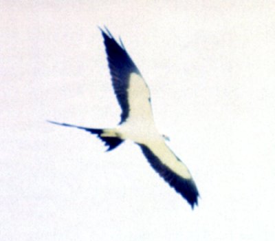Flamingo, Everglades National Park, FL - May 15, 1985