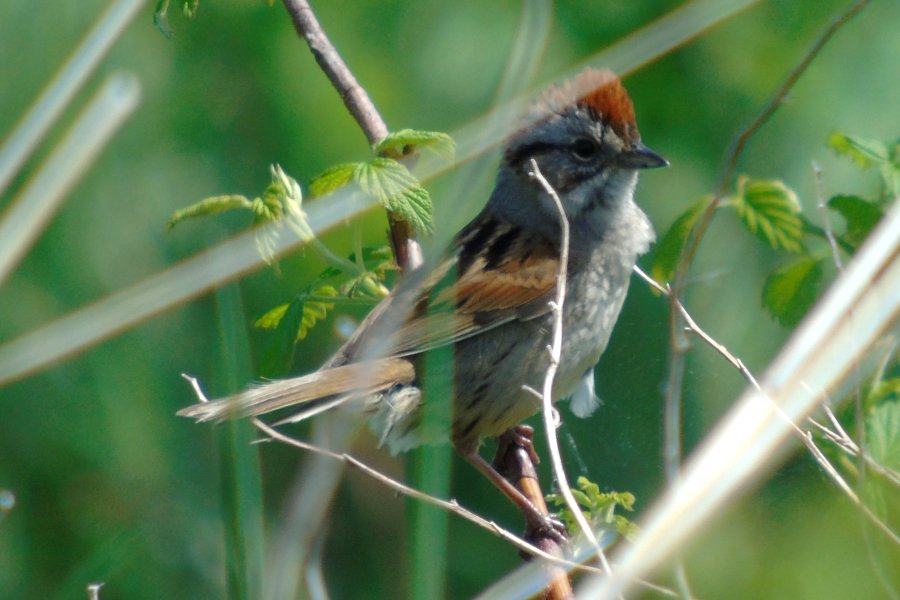 Belleisle Marsh, NS - May 30, 2015