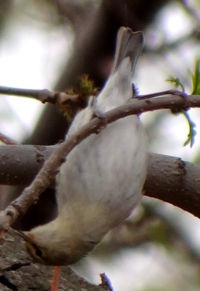 Estevan, SK - May 18, 2013 - adult female