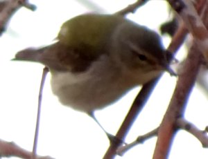 Estevan, SK - May 18, 2013 - adult female